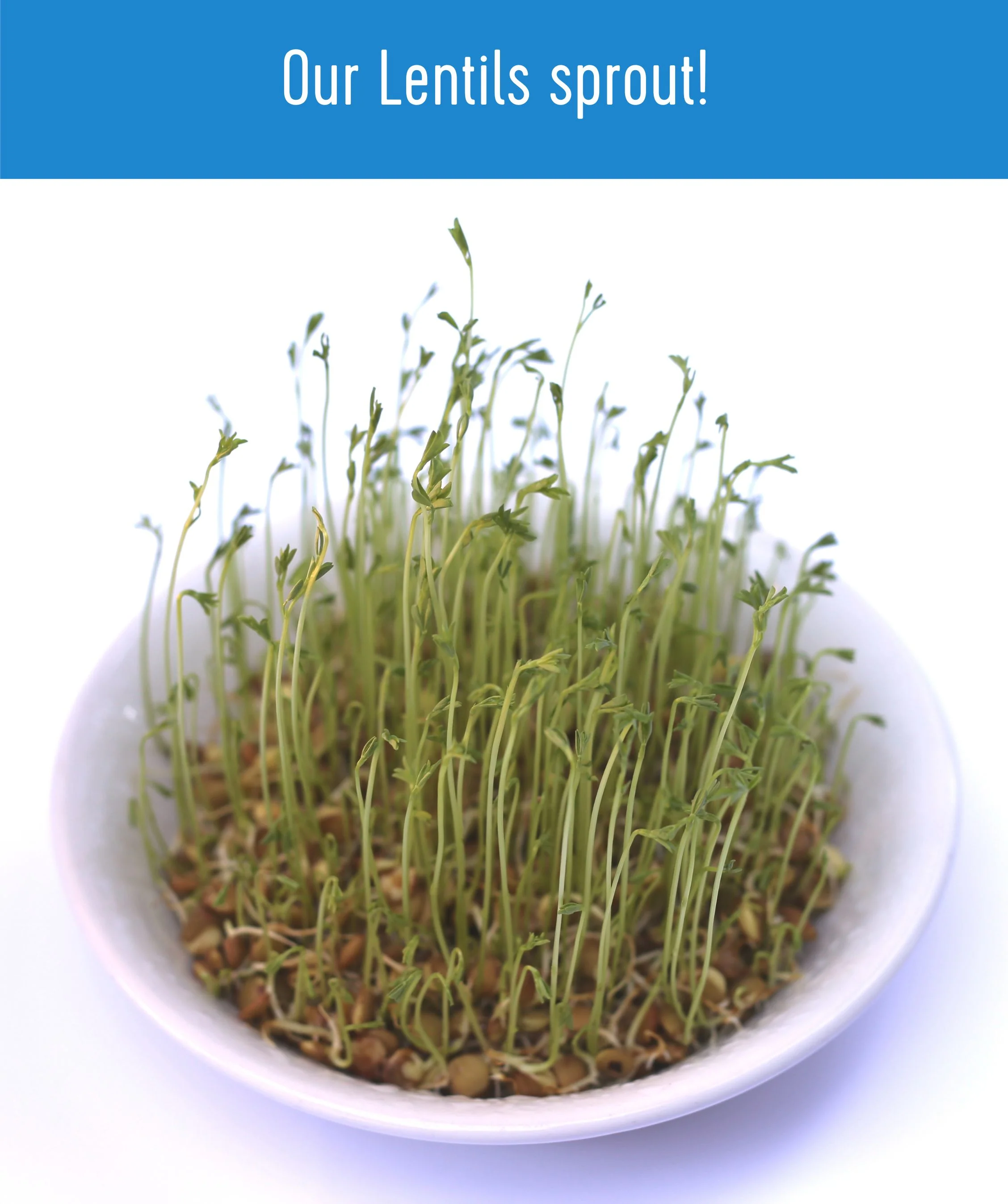 Brown Lentils - 5 lb - Image 7