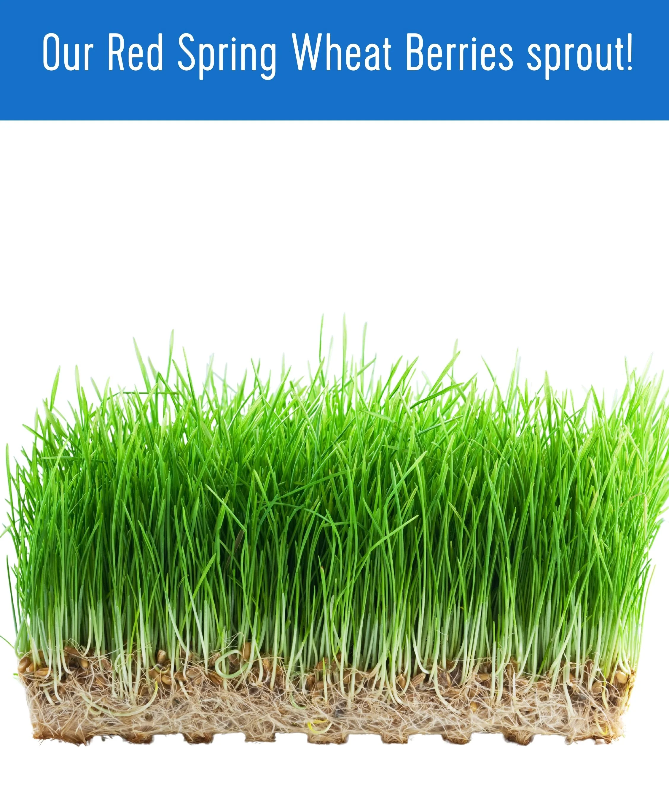 Hard Red Spring Wheat Berries - Value Pack - 36 lb - Image 7
