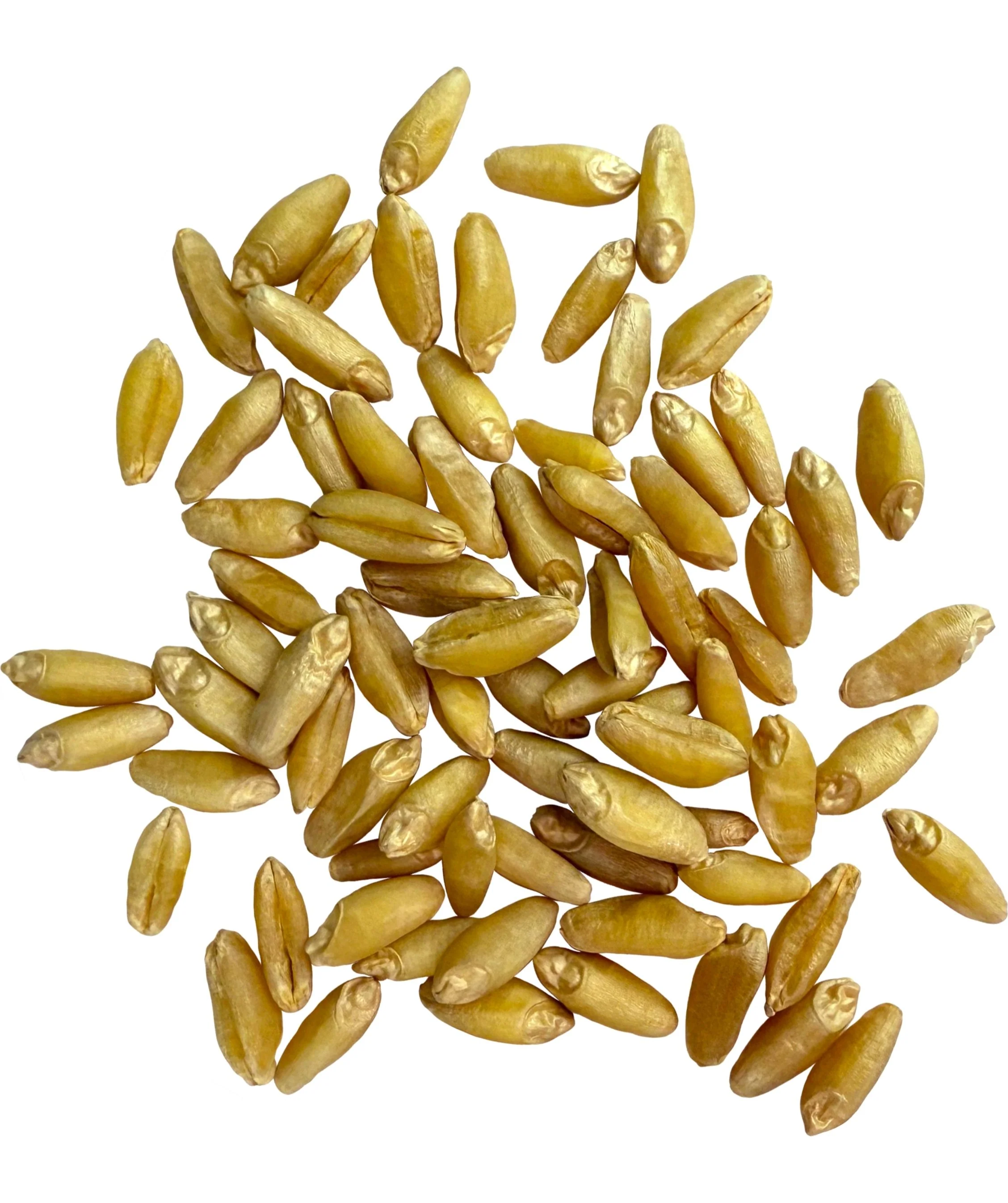 Durum Berries - 18 lb