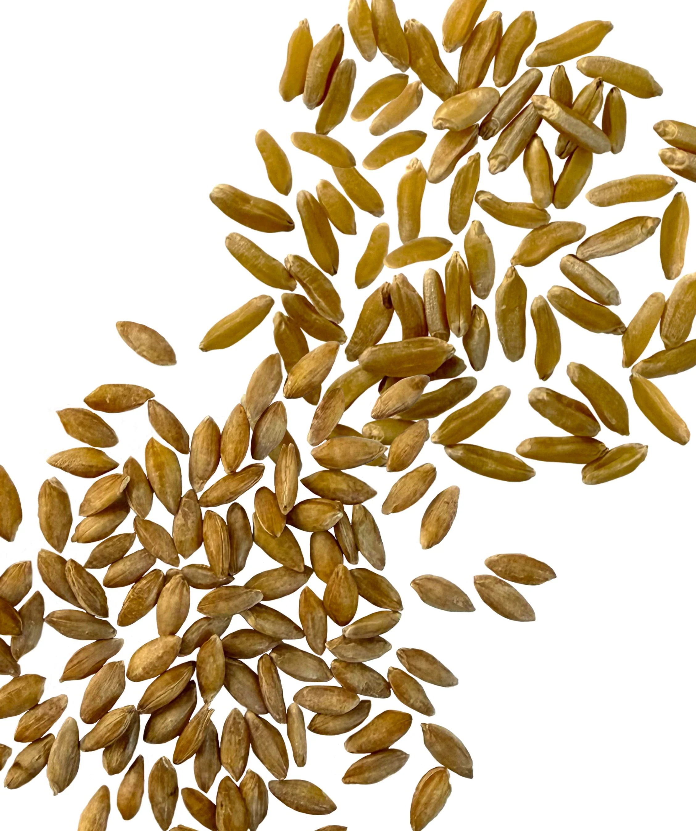 Khorasan and Einkorn Wheat Berries - 2 lb - Image 2