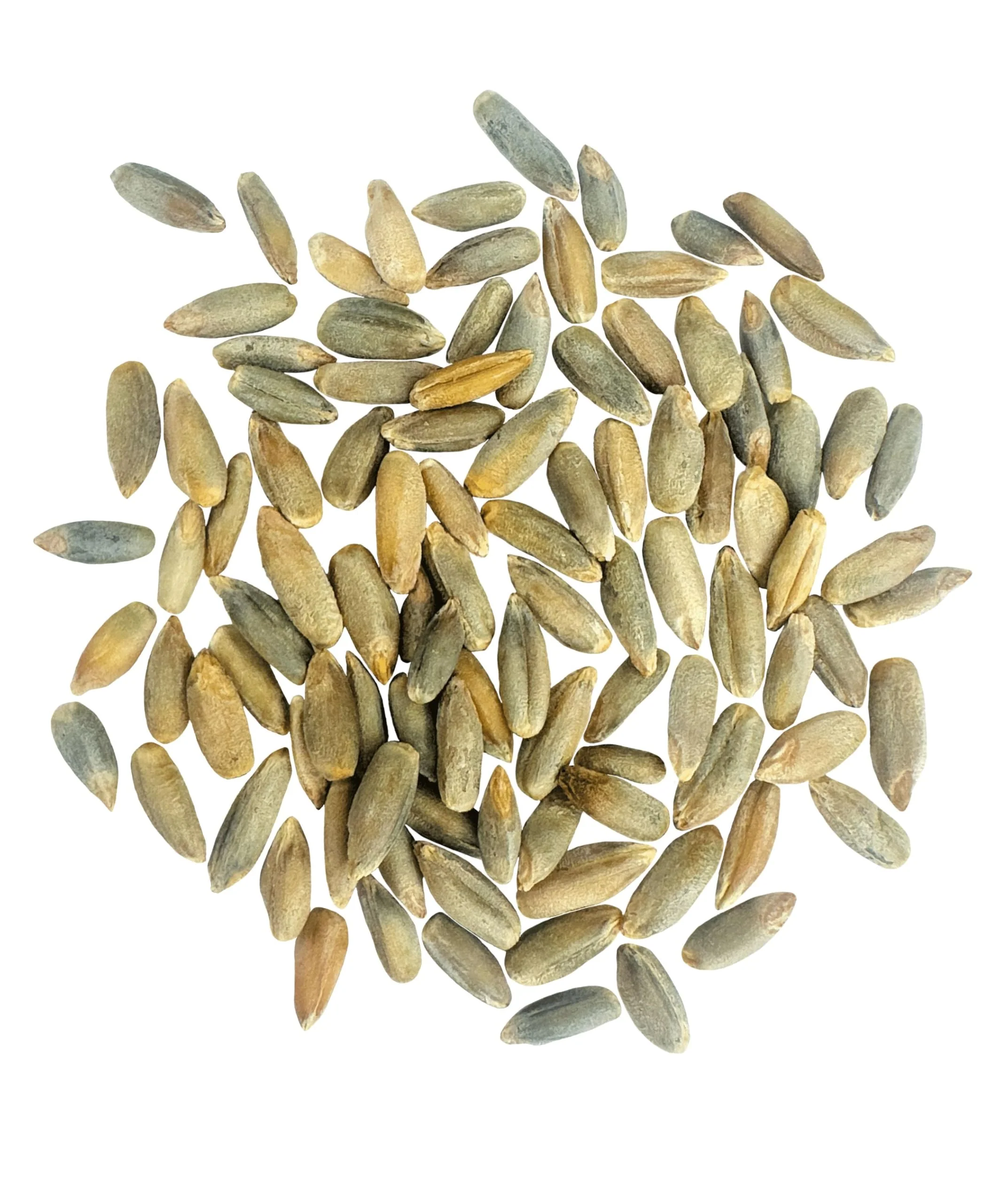 Rye Berries - 1 lb - Image 2