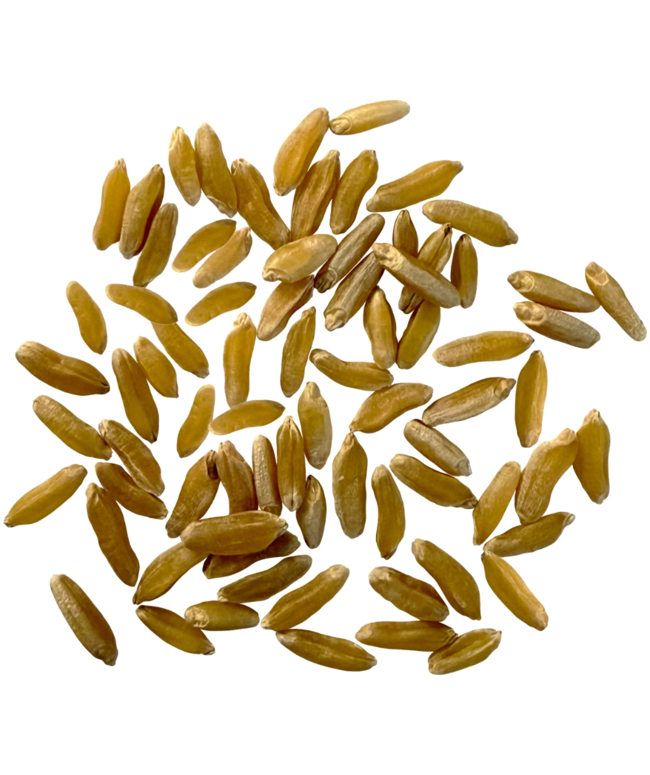 Khorasan Wheat Berries - 18 lb