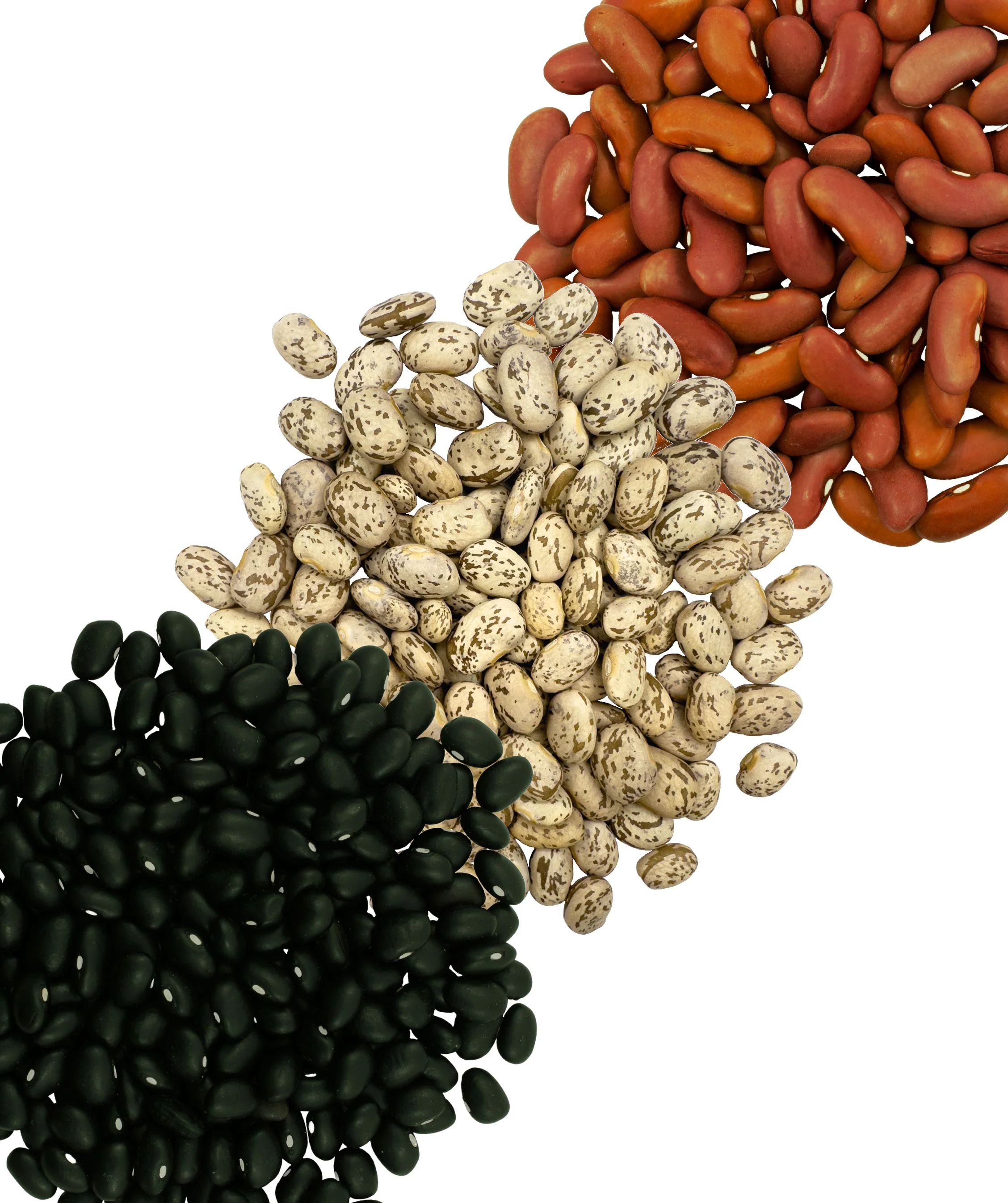 Bean Variety Bundle - 75 lb Bags - Image 2