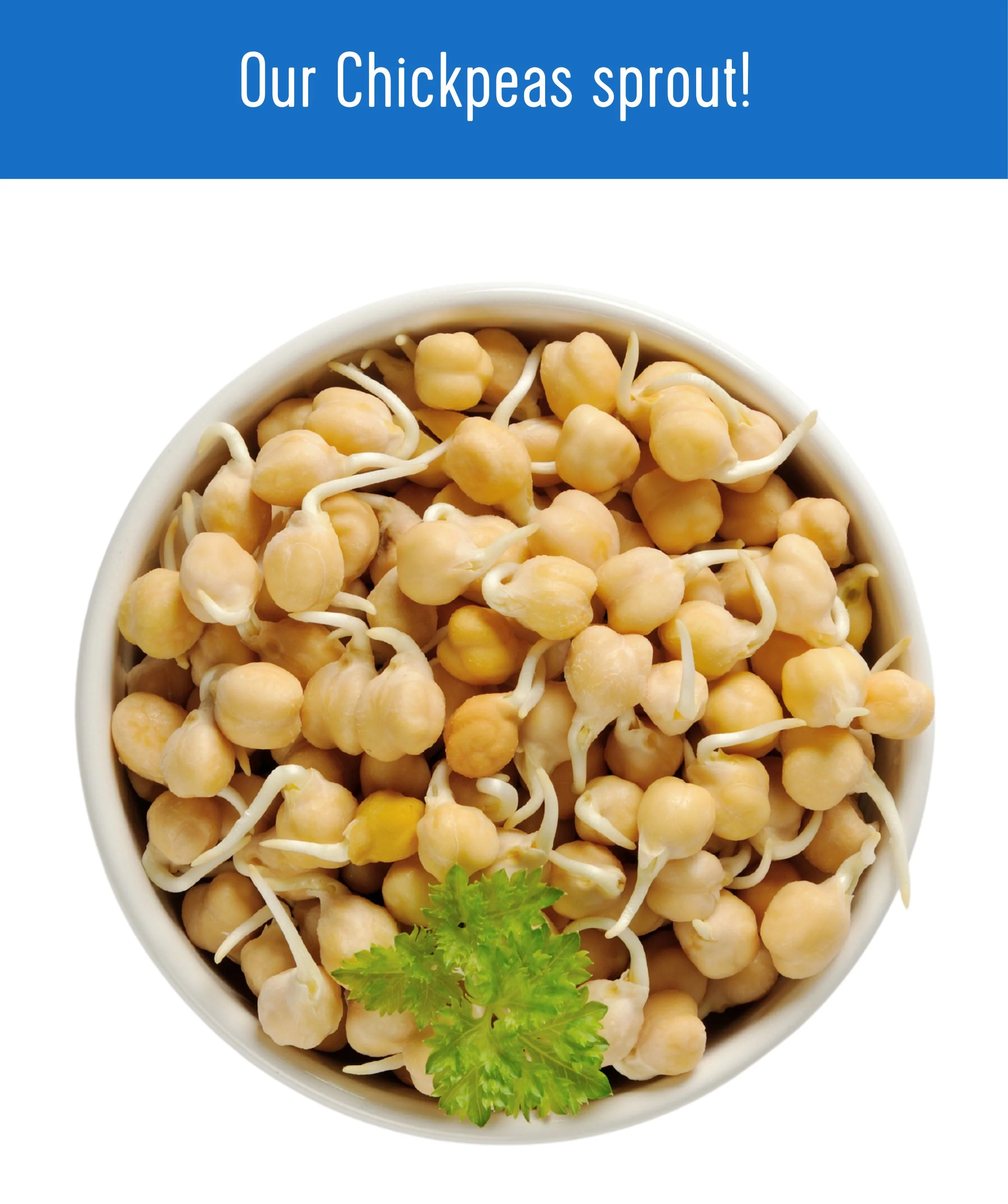 Chickpeas - 3 lb - Image 7