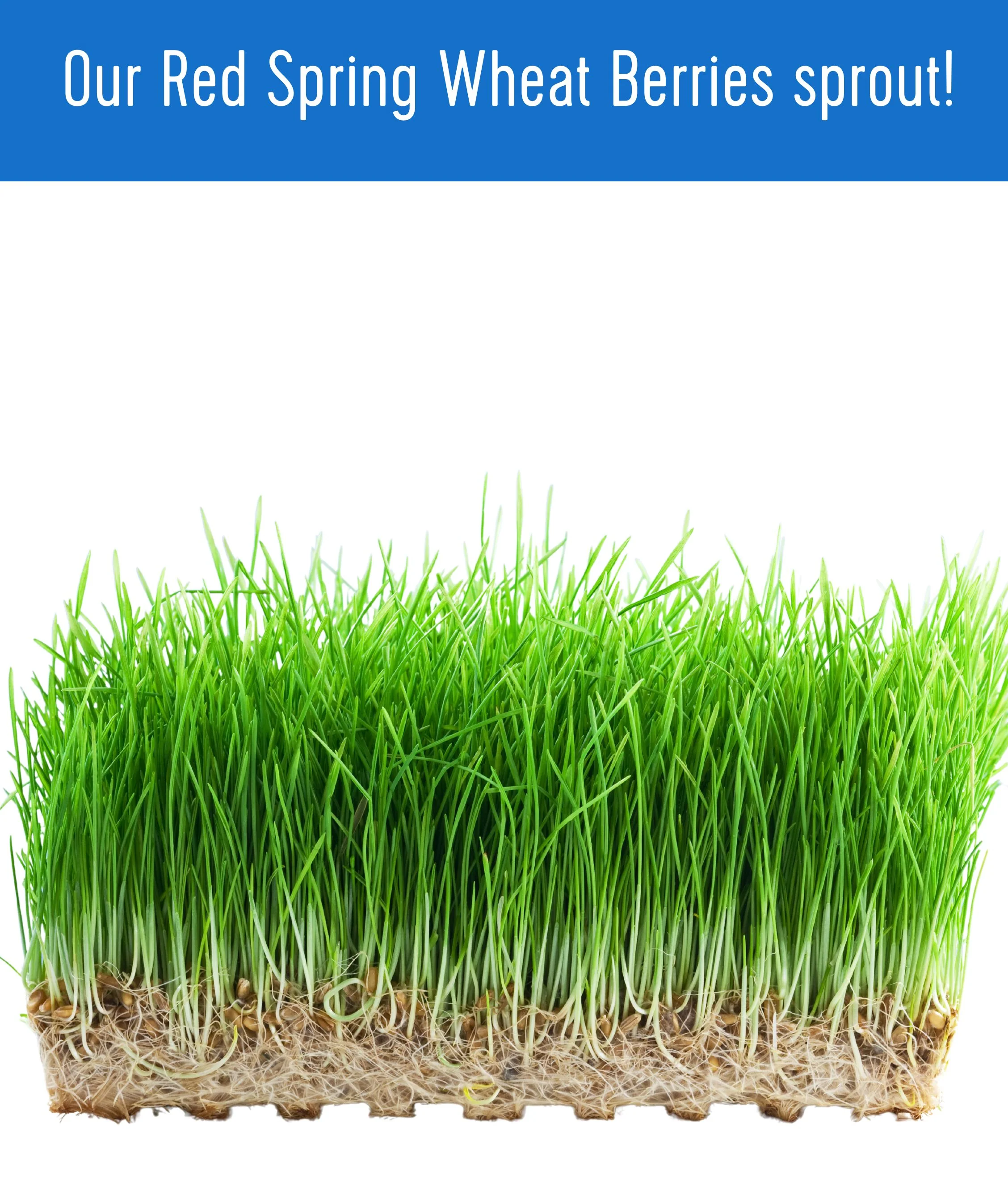 Red Spring Wheat - 5 lb - Image 7