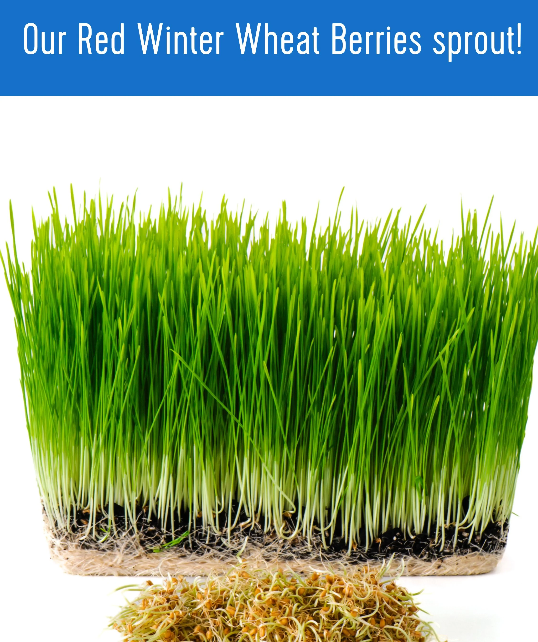 Red Winter Wheat - 25 lb Bag - Image 7