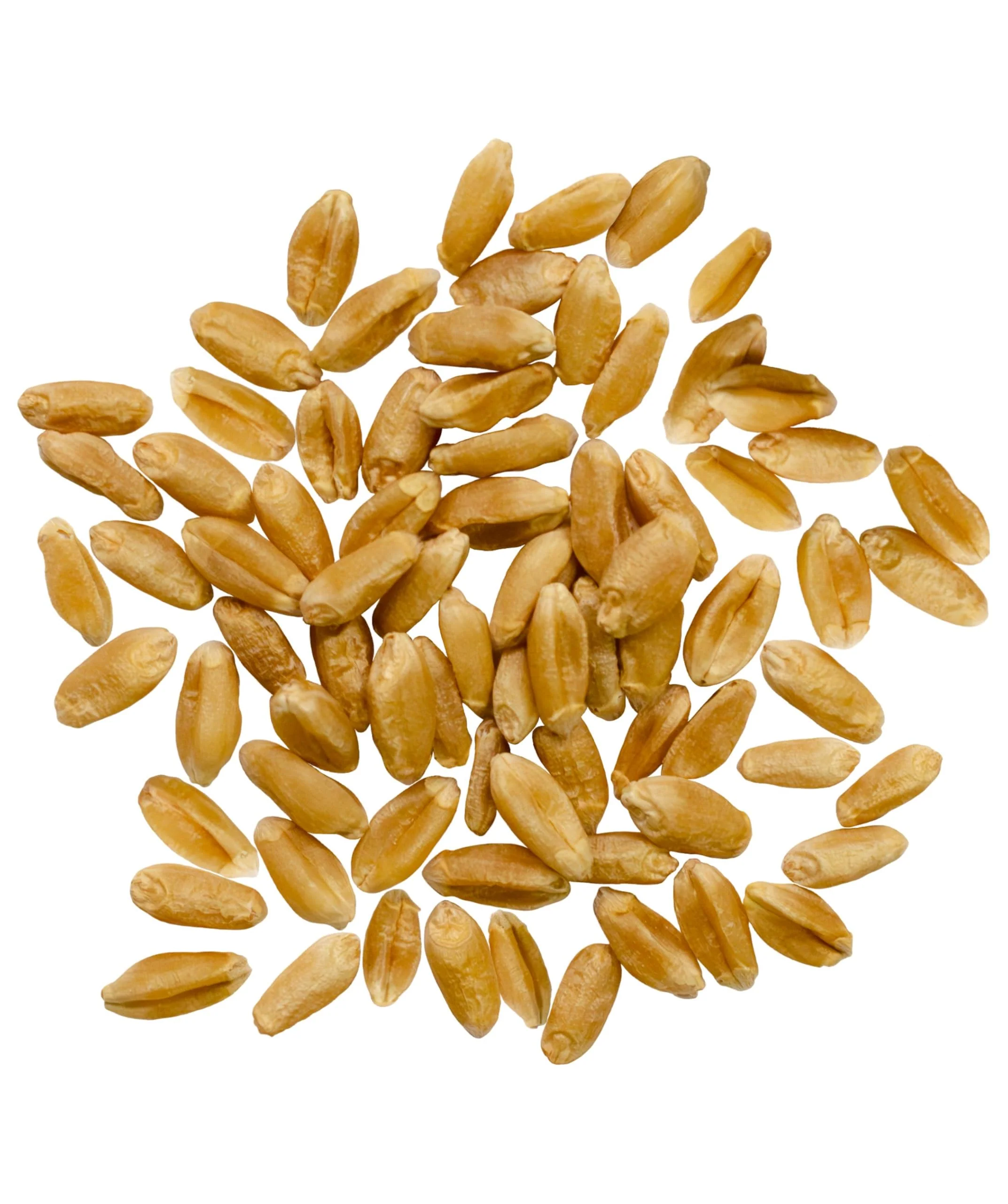 Hard Red Spring Wheat Berries - Value Pack - 10 lb - Image 2
