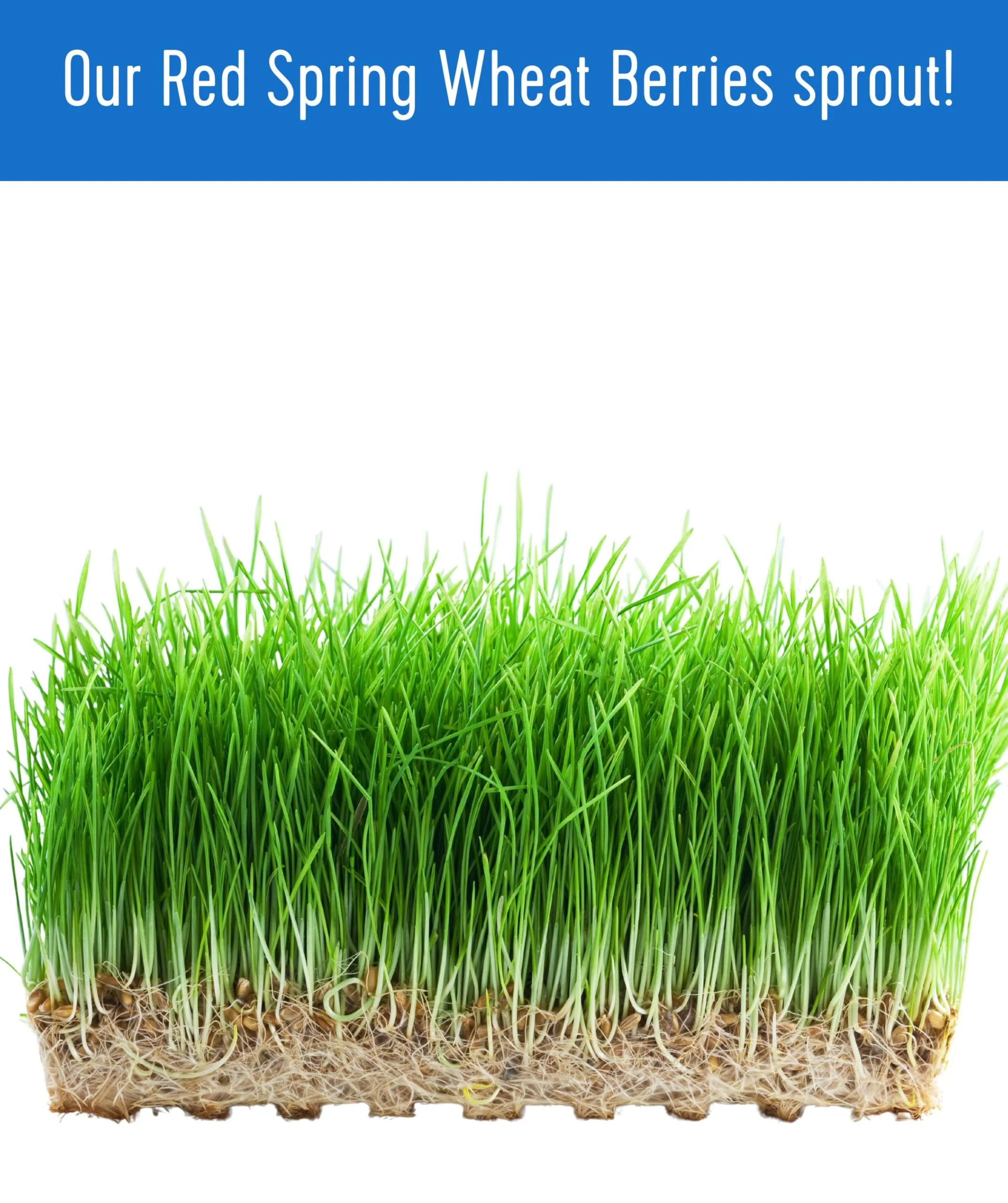 Hard Red Spring Wheat Berries - Value Pack - 10 lb - Image 7