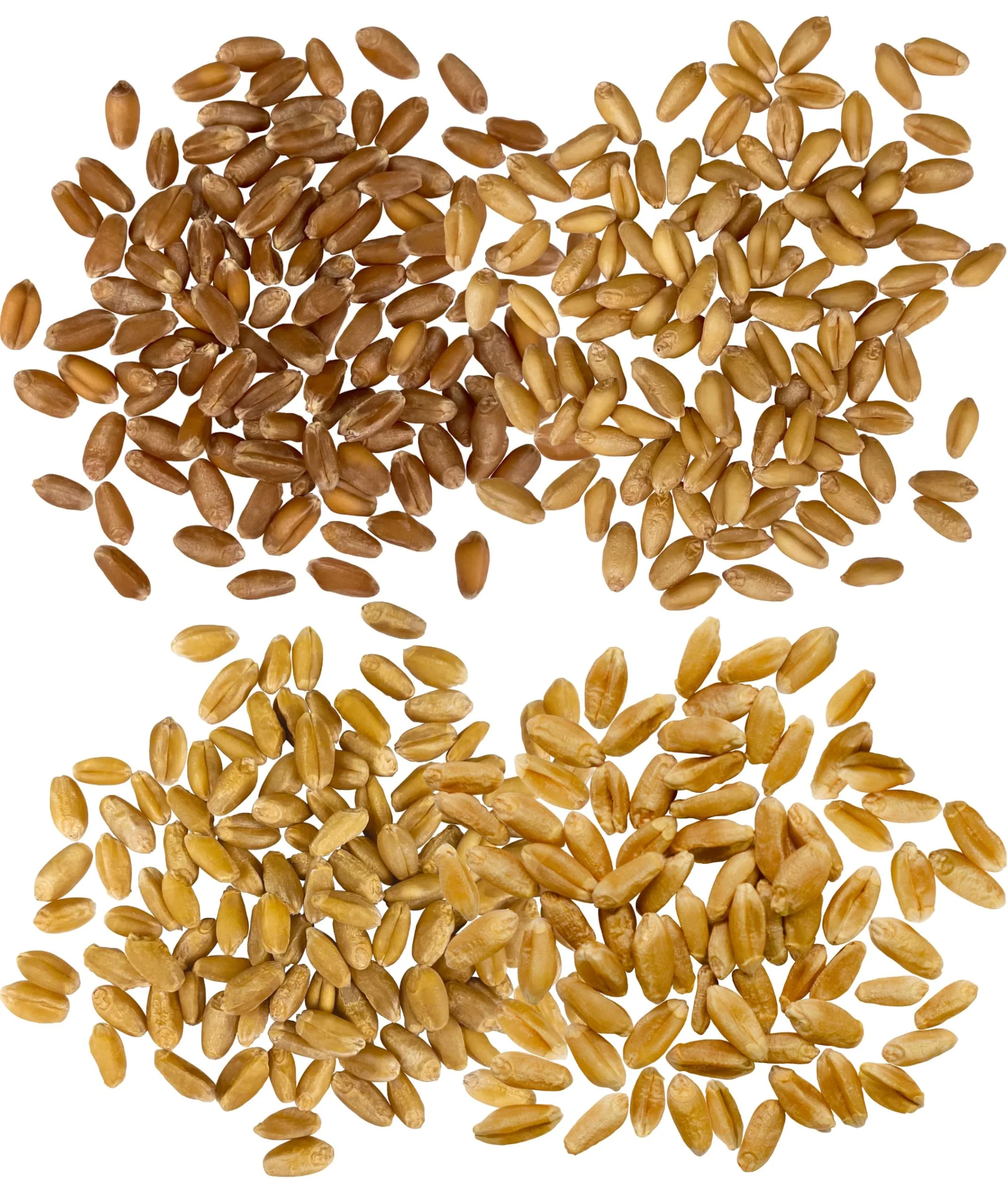 Wheat Variety Bundle - 12 lb - Image 2