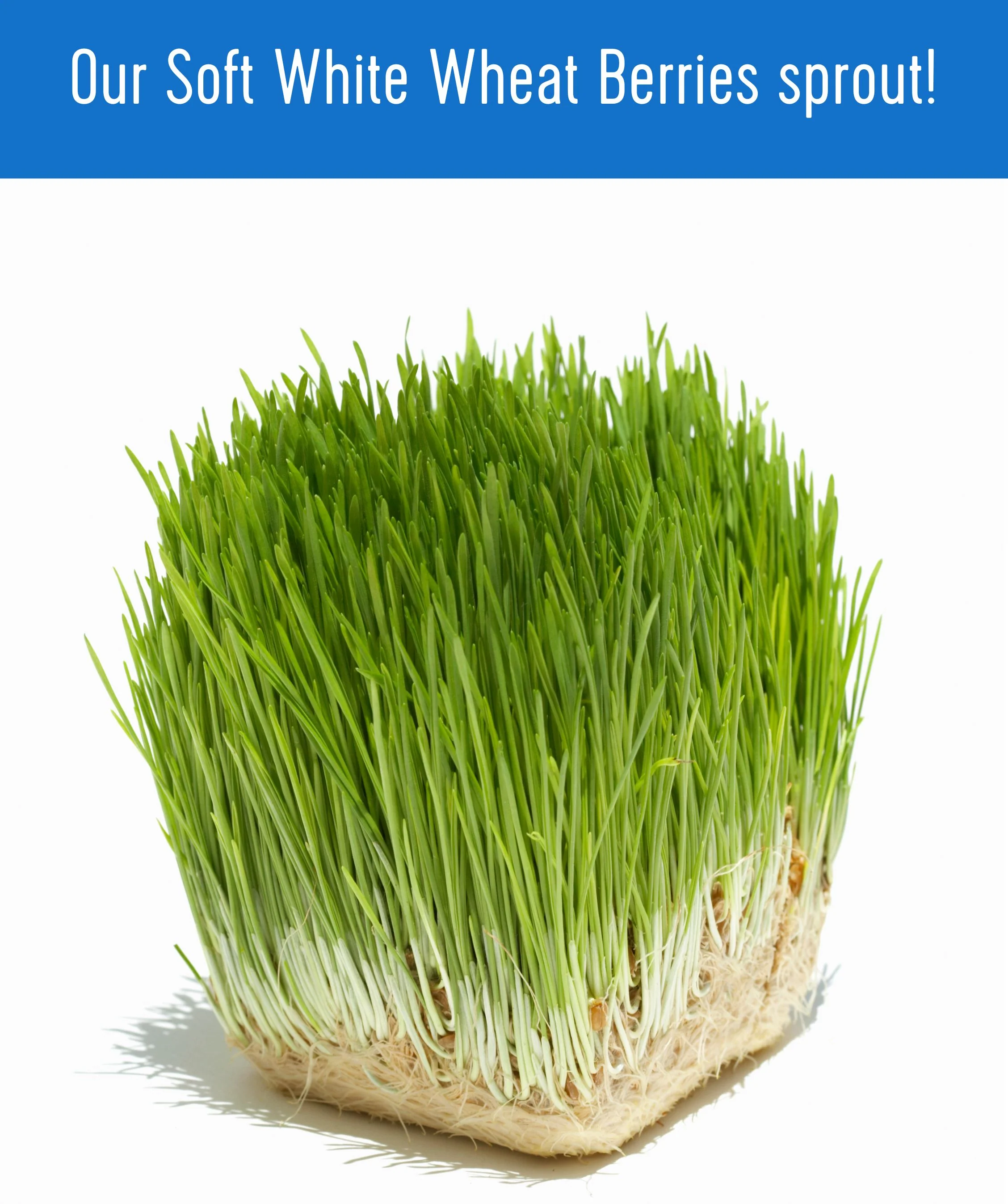 Soft White Wheat - 25 lb Bag - Image 7